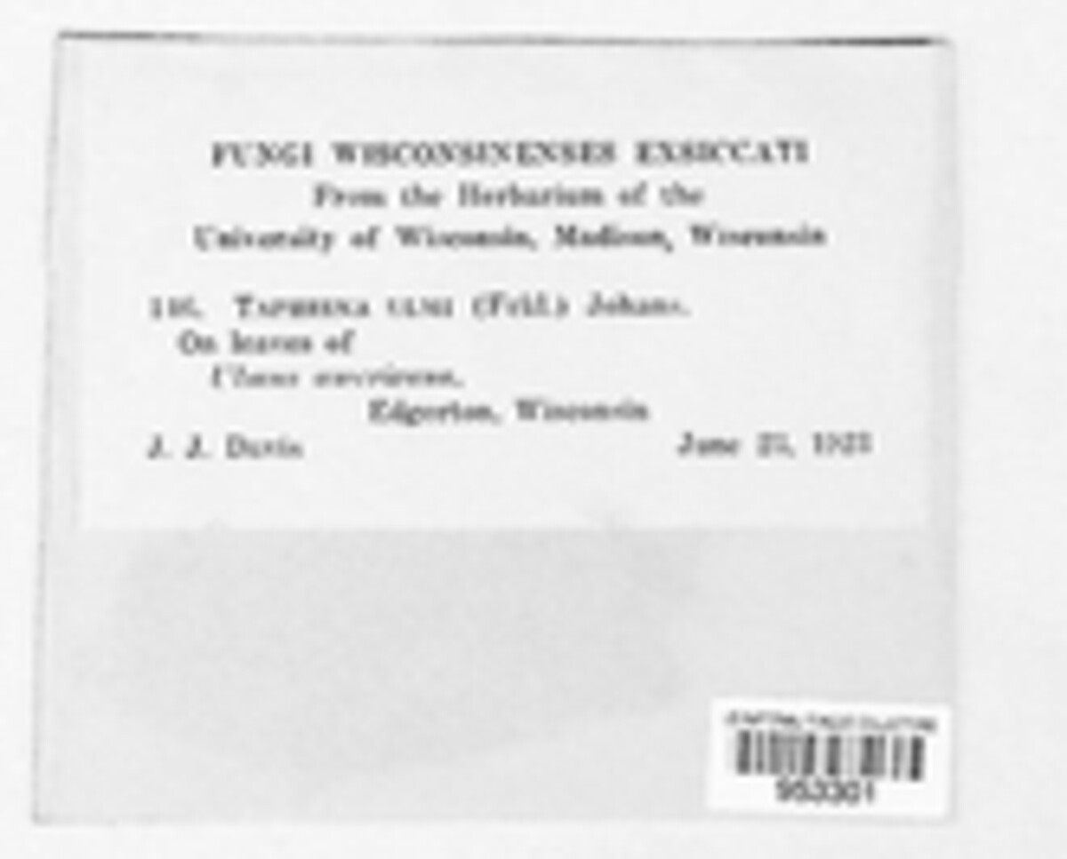 Taphrina ulmi image